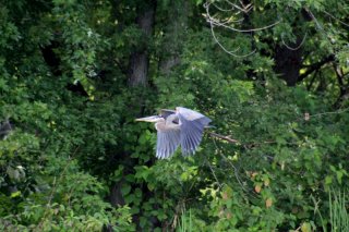 heron-in-flight.jpg