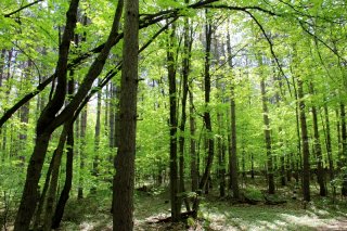 spring-forest.jpg