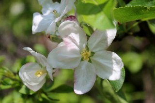 apple-blossum.jpg