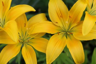 yellow-lillies.JPG